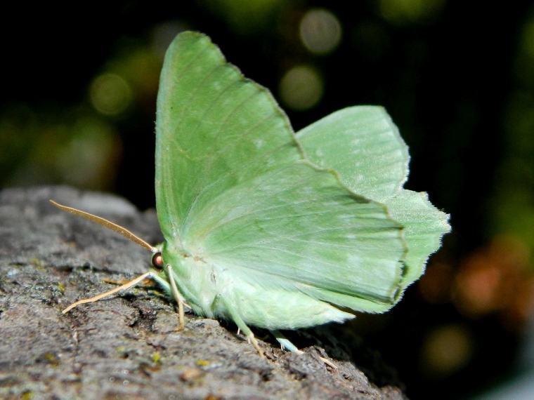 Finalmente!! Geometra papilionaria - Geometridae